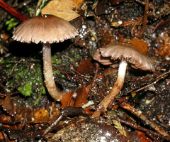 Cortinarius rattinoides