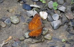 Ariadne ariadne pallidior