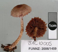 Cortinarius rattinoides