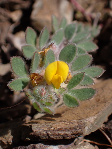 Image of Acmispon brachycarpus by (c) Cricket Raspet, some rights reserved (CC BY)