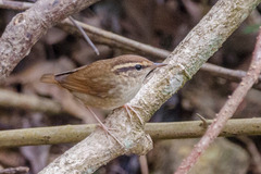 Urosphena squameiceps