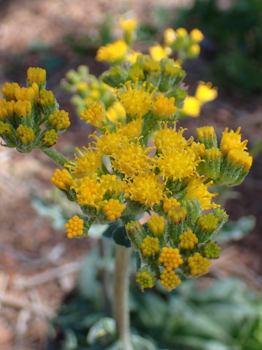 Image of Senecio aronicoides by (c) Cricket Raspet, some rights reserved (CC BY)