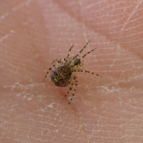 False Pirate Spider photo 3