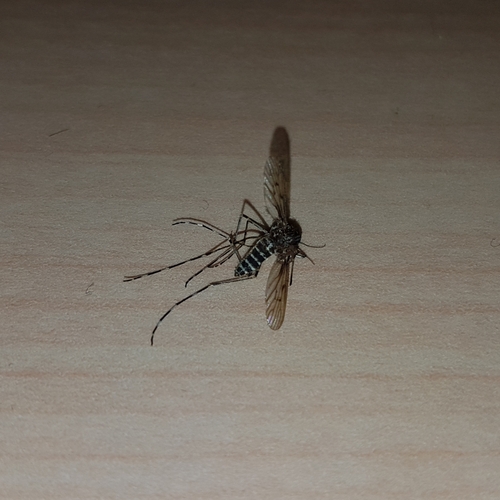 Banded house mosquito, Helmond-West, Netherlands, photo 10 of 10