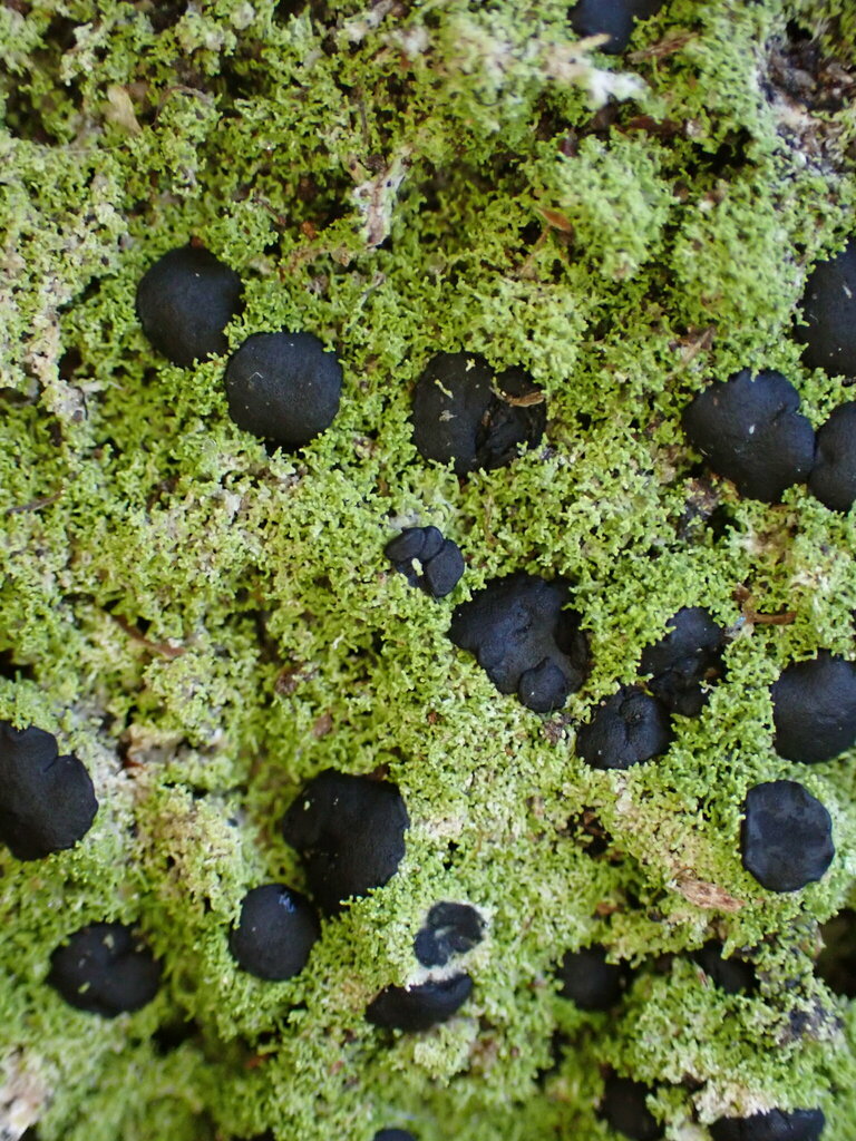 Megalaria crispisulcans