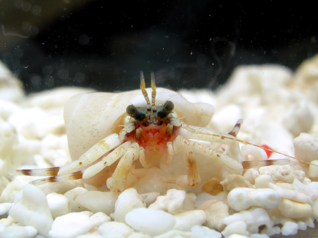 Catapagurus
