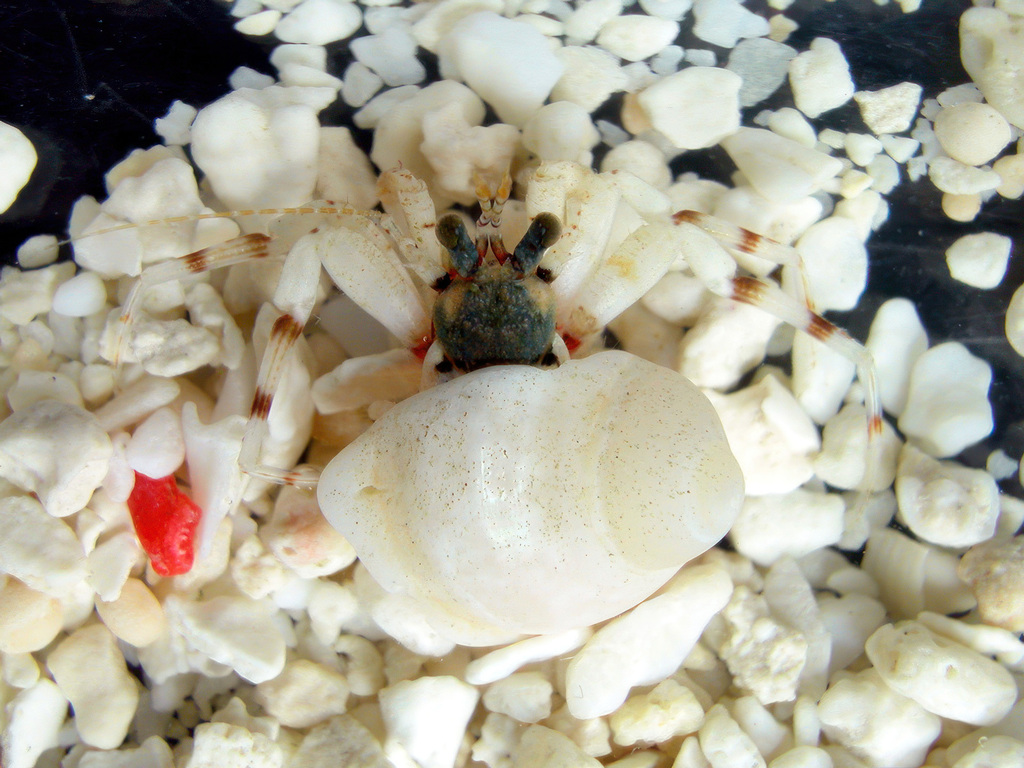 Catapagurus hirayamai