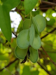 Dioscoreaceae