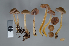 Cortinarius suecicolor