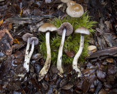Cortinarius suecicolor