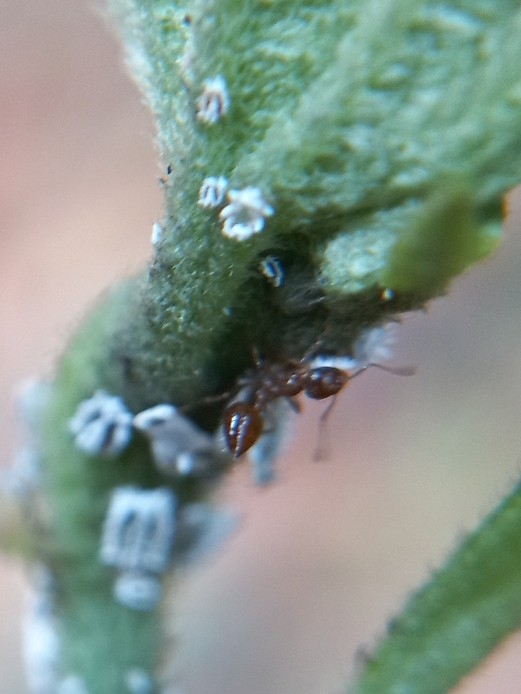 Crematogaster politula