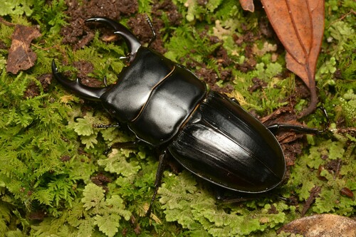Dorcus miwai Benesh, 1936