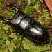 Dorcus miwai - Photo (c) 廖家宏, some rights reserved (CC BY-NC-ND), uploaded by 廖家宏