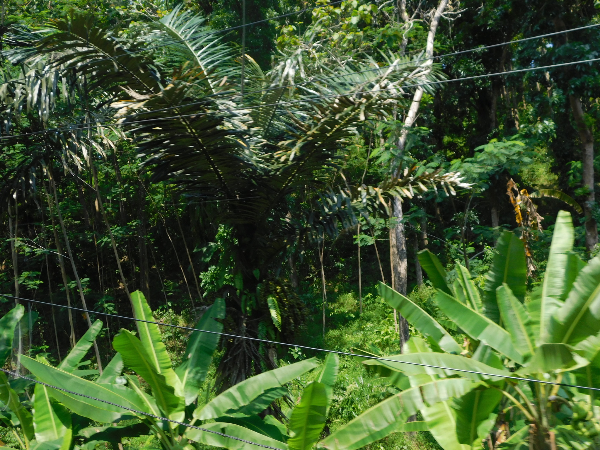 Imagem de Palmeira-sagu
