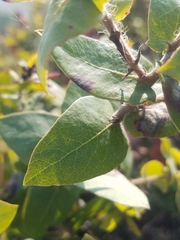 Arctostaphylos pajaroensis