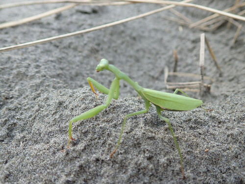 South African Mantis