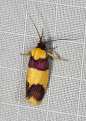 Telecrates laetiorella