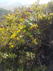 Arctostaphylos pajaroensis