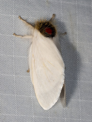 Trichiocercus mesomelas