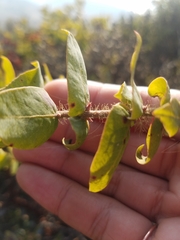 Arctostaphylos pajaroensis