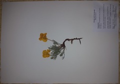 Oenothera lavandulifolia