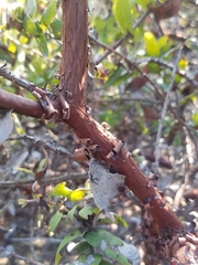 Arctostaphylos pajaroensis