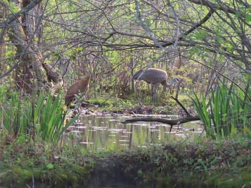 Sandhill Crane photographed in New York
