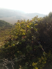 Arctostaphylos pajaroensis