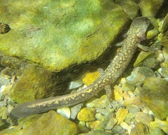 Liaoning Clawed Salamander photo 3