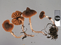 Cortinarius waiporianus