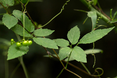 Afrocayratia gracilis image