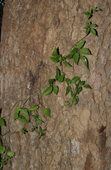 Afrocayratia gracilis image