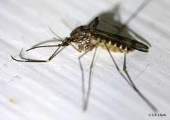 Culiseta incidens