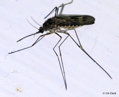Culiseta incidens