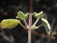 Clinopodium chandleri