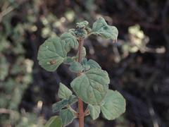 Clinopodium chandleri