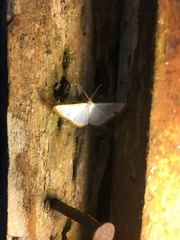 Leuciris