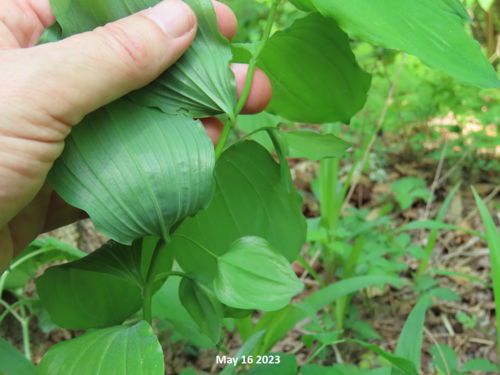 Polygonatum cryptanthum iNat (1)