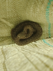 Glacier Pit Viper photo 4