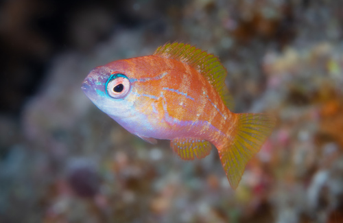 Yellowfin flasher (Paracheilinus flavianalis) — Labridae — 5
