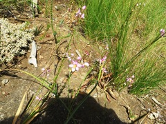 Ixia scillaris scillaris
