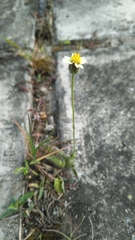 Tridax procumbens
