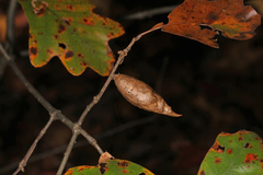 Amphibolips acuminata