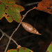 Amphibolips acuminata - Photo (c) Judy Gallagher,  זכויות יוצרים חלקיות (CC BY), uploaded by Judy Gallagher