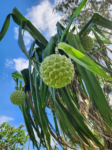 Pandanus dubius