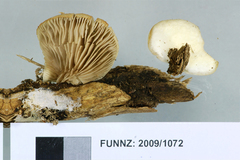 Crepidotus dilutus