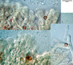 Crepidotus dilutus