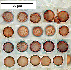 Crepidotus dilutus