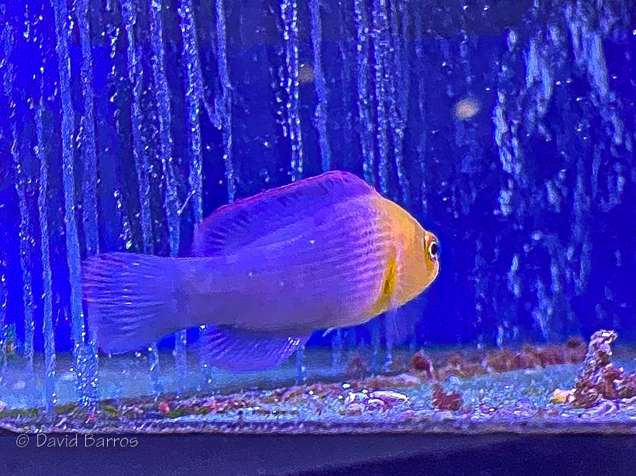 Dilectis Dottyback