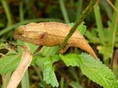 Rieppeleon brevicaudatus